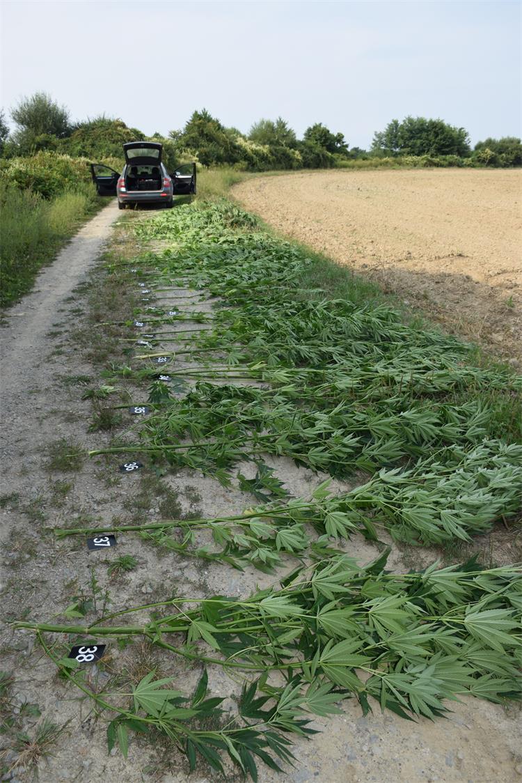 Slika /2019/INDIJSKAKONOPLJAFERICANCI/DSC_0126.JPG